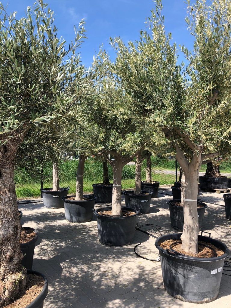 olijfbomen met gladde stam