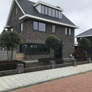 Meerstammige steeneiken in Tholen