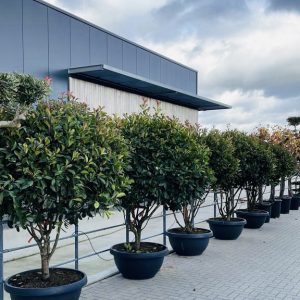 photinia fraseri red robin - meerstammig