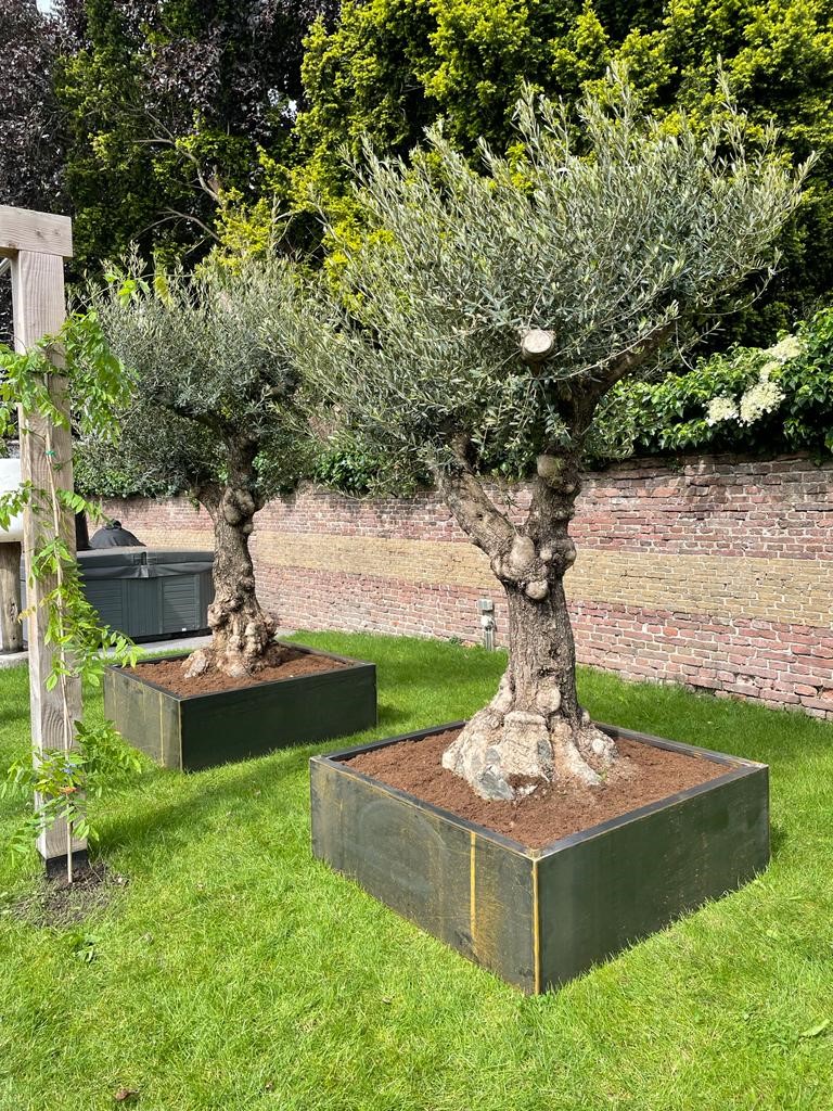 grillige olijfboom in cortenstalen bloembak