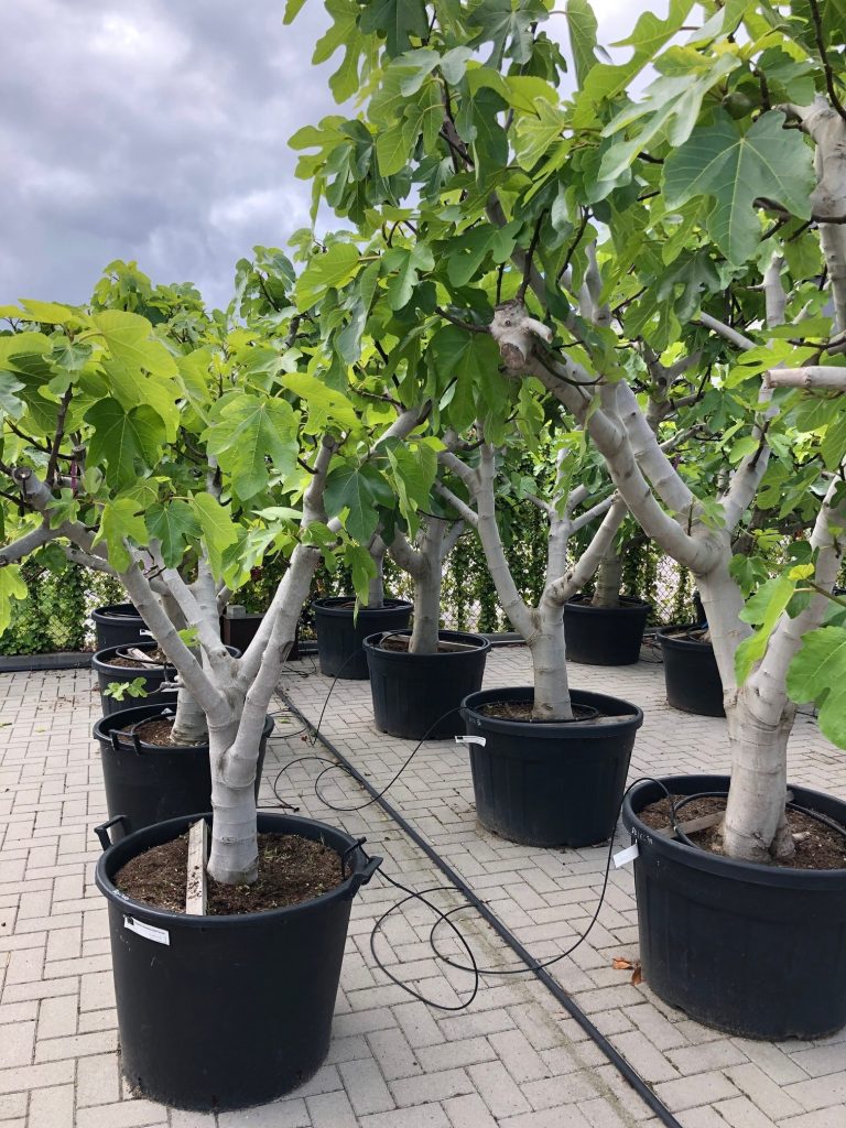 vijgenboom vijg ficus carica brown turkey vijgenbomen