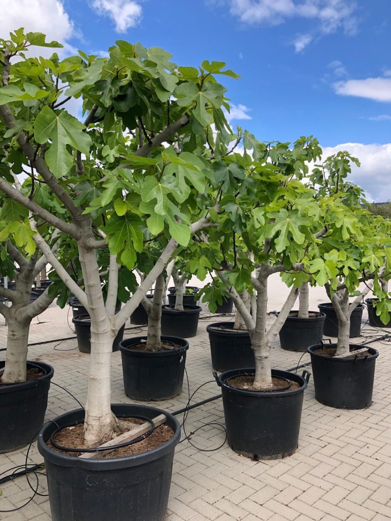 vijgenbomen vijg ficus carica
