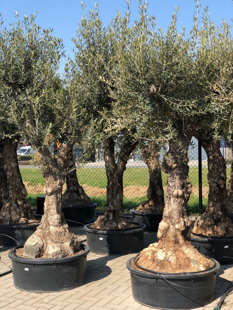 oude grote olijfbomen
