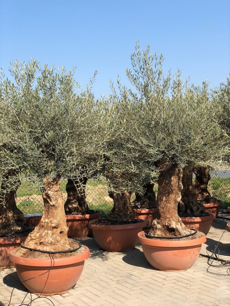 olijfbomen grillige stam