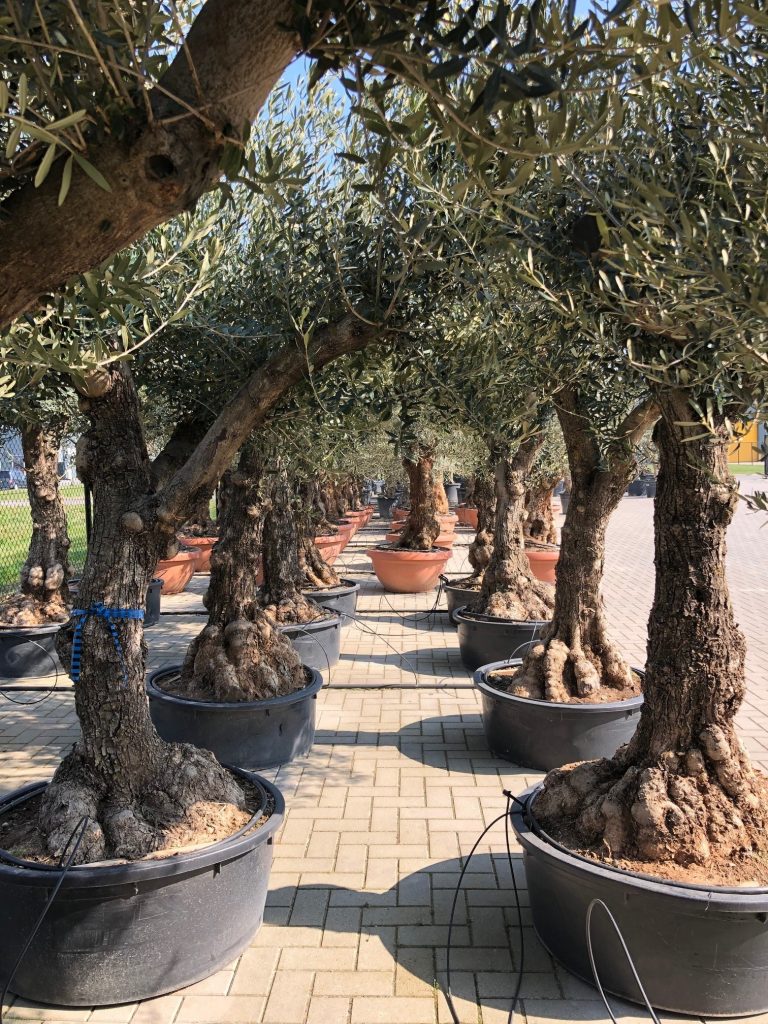 keuze in olijfbomen