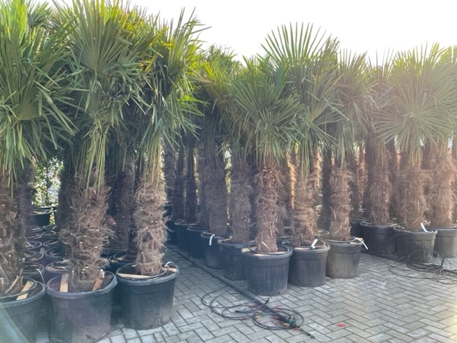winterharde palmbomen