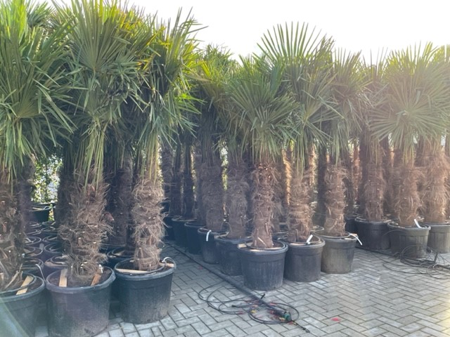 Trachycarpus fortunei winterharde palmbomen