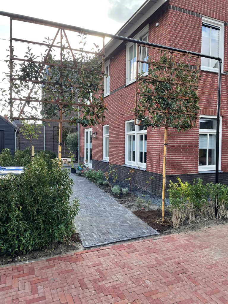 groenblijvende leibomen Photinia