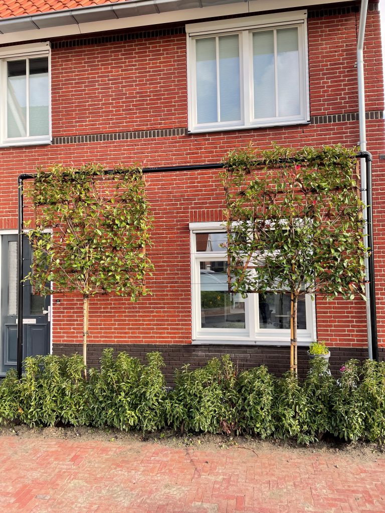 Photinia leibomen groenblijvend