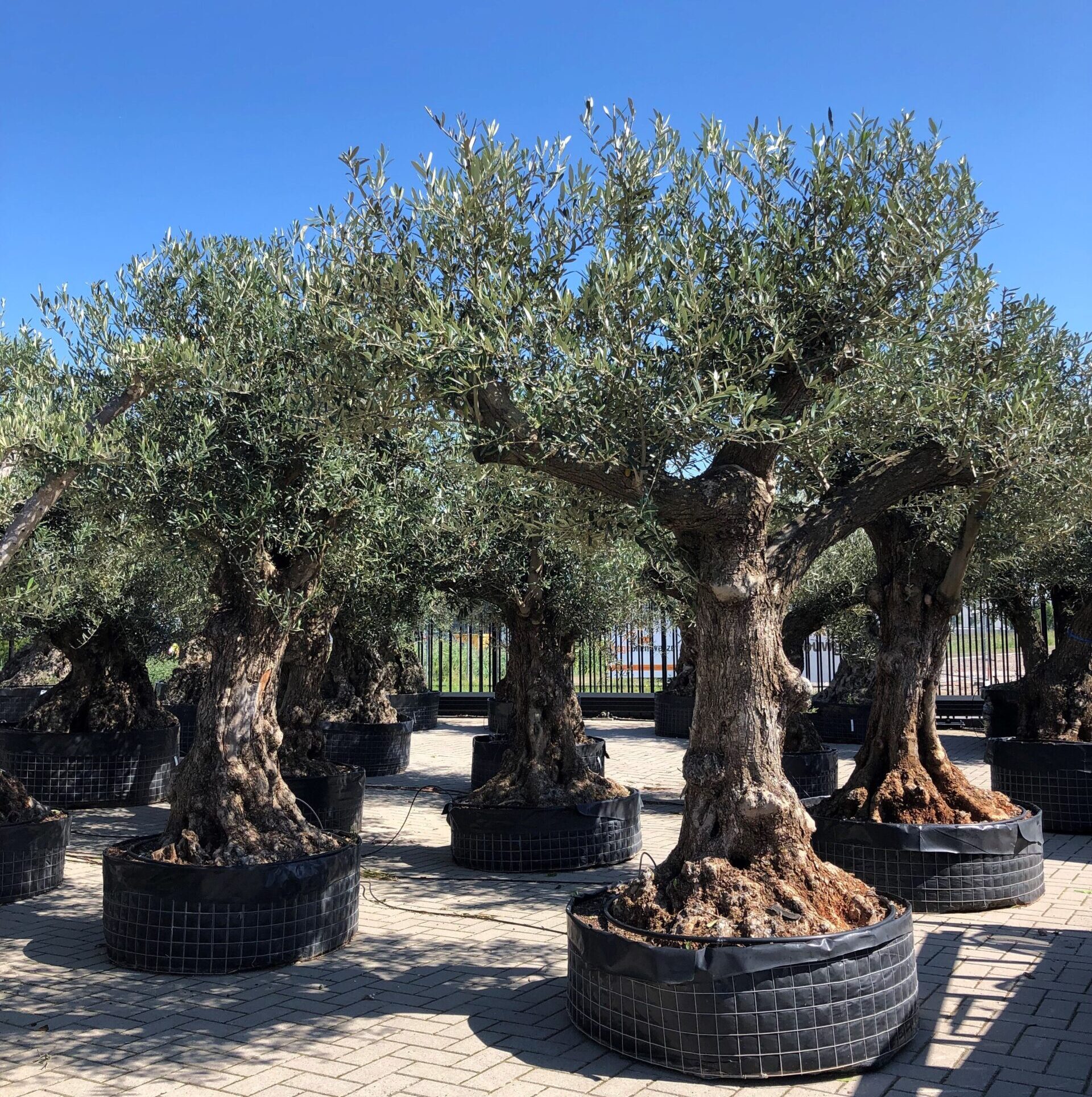 Olea europaea groot formaat