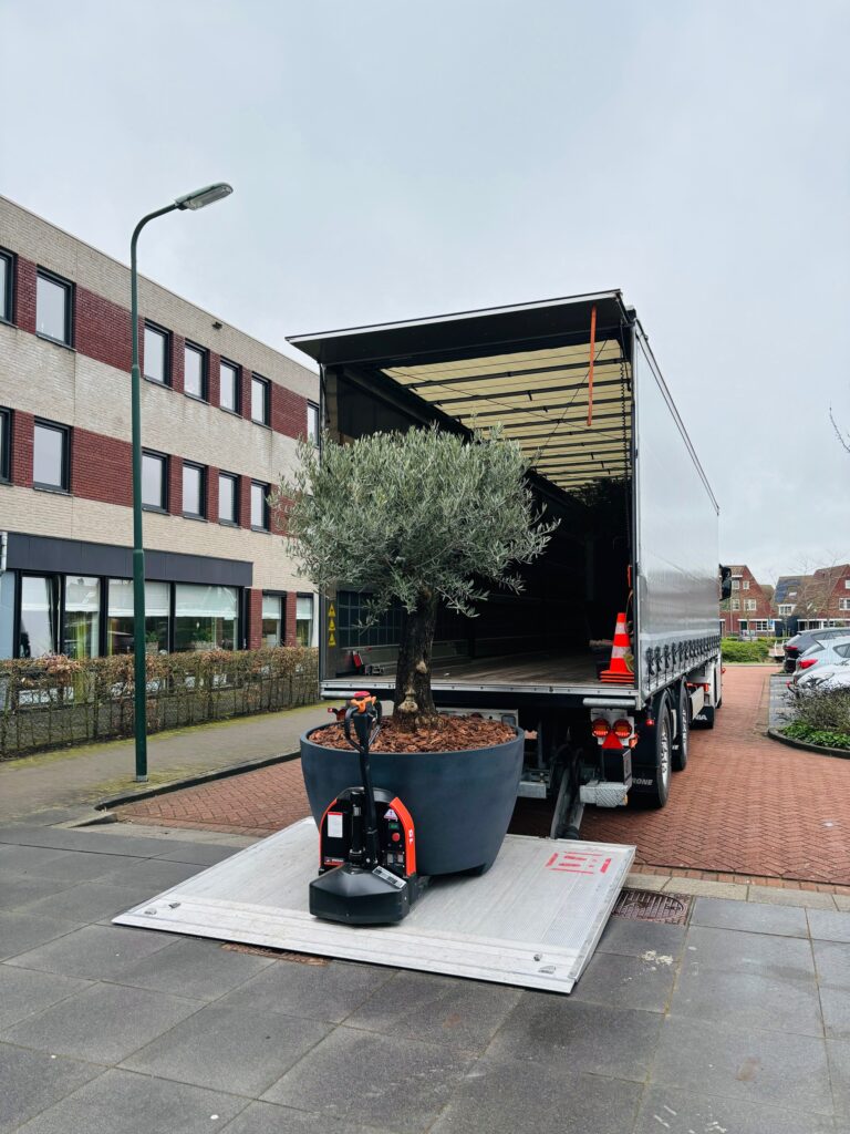 Olijfboom bezorgen inclusief bloembak